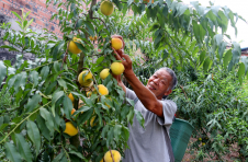 重庆合川：产业找对路 黄桃树变身“摇钱树”