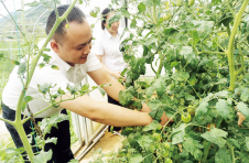重庆彭水：小番茄成了村民致富“金果果”