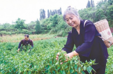 逐梦小辣椒 铺就大产业——记重庆市荣昌区远觉镇发展辣椒产业助力乡村振兴