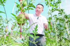 万州：“迷你”西瓜吊着长 立体种植收入高