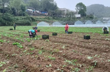 渝北速生蔬菜新鲜上市 保障城区市民“菜篮子”供应