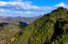 重庆开州：守护绿水青山 打造绿化样板