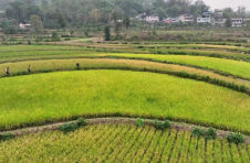 重庆涪陵：万亩再生稻喜开镰 平均亩产有望突破300公斤
