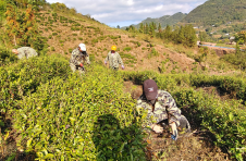 重庆巫山：“金叶子”成了致富好路子