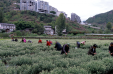 重庆云阳：菊花铺就致富路