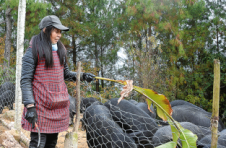 重庆开州：猕猴桃鼓了钱袋子 藏香猪“拱开”致富门